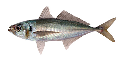 Jack mackerel (Green tail)