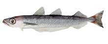 Southern Blue Whiting