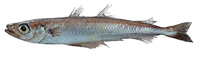 Northern Blue Whiting