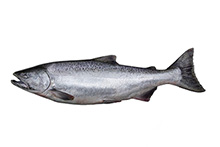 Sockeye salmon